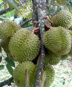 bibit durian montong okulasi cepat berbuah Sumatra Barat