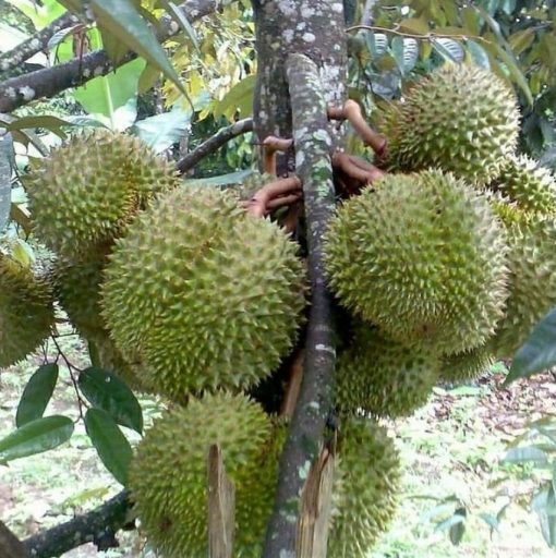 bibit durian montong okulasi cepat berbuah Sumatra Barat