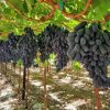 Bibit Anggur Import Moondrop Bibit Murah Berkualitas Unggul Cepat Berbuah Anggur Panjang Makassar