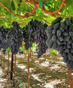 Bibit Anggur Import Moondrop Bibit Murah Berkualitas Unggul Cepat Berbuah Anggur Panjang Makassar