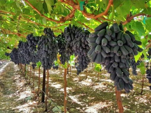 Bibit Anggur Import Moondrop Bibit Murah Berkualitas Unggul Cepat Berbuah Anggur Panjang Makassar