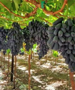 Bibit Anggur Import Moondrop Bibit Murah Berkualitas Unggul Cepat Berbuah Anggur Panjang Sulawesi Tengah