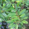 bibit durian bawor OKULASI Padang Sidempuan