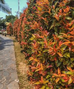 bibit tanaman pucuk merah hias Jawa Barat