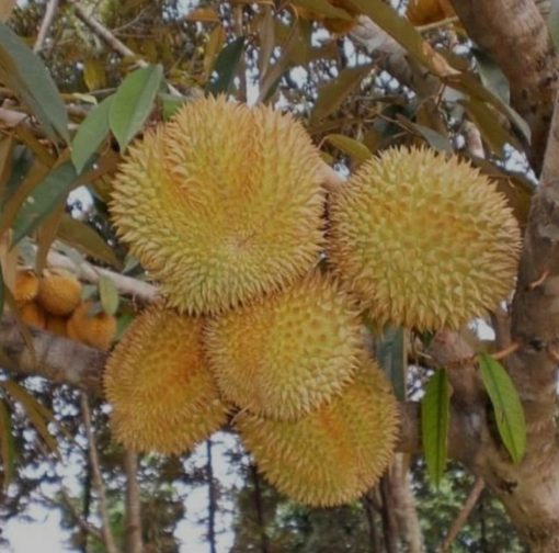 bibit durian musangking kaki 3 super Jawa Timur