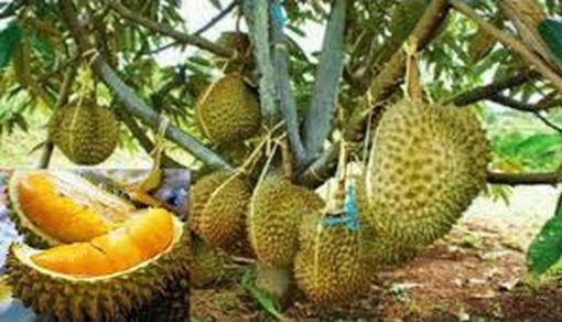 bibit buah durian musang king kaki 3 okulasi ukuran 1 meter Papua Barat