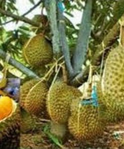 bibit buah durian musang king kaki 3 okulasi ukuran 1 meter Serang
