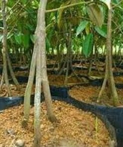 bibit buah durian musang king kaki 3 okulasi ukuran 1 meter