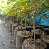 bibit buah durian musang king kaki 3 okulasi ukuran 1 meter Sumatra Utara