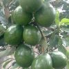 bibit tanaman buah alpukat miki apokat miki super Parepare