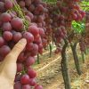 bibit anggur merah red master Bau-Bau