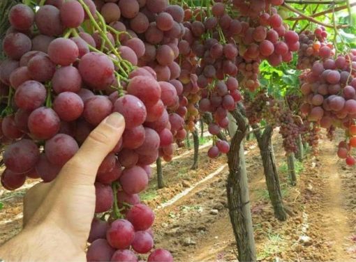 bibit anggur merah red master Sulawesi Utara