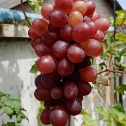 Bibit Anggur Merah Super Genjah Import Bekasi