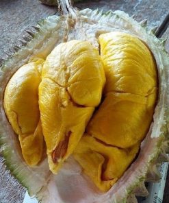 bibit durian musangking kaki 3 okulasi super cepat berbuah bisa tabulampot Sumatra Selatan
