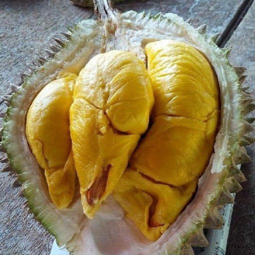 bibit durian musangking kaki 3 okulasi super cepat berbuah bisa tabulampot Sumatra Selatan
