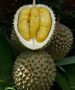 bibit durian musang king Sumatra Barat