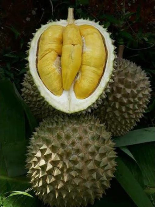 bibit durian musang king Sumatra Barat