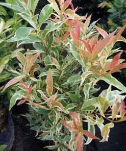 tanaman pucuk merah variegata Sungai Penuh