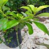 bibit tanaman buah alpukat markus super Jakarta