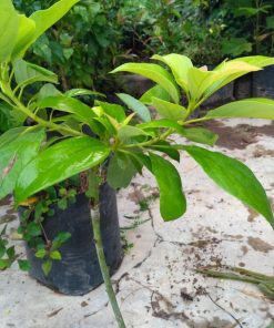bibit tanaman buah alpukat markus super Jakarta