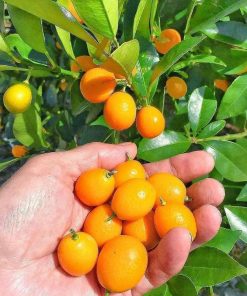 bibit buah jeruk tongheng berbuah murah Sumatra Utara