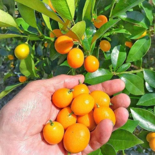 bibit buah jeruk tongheng berbuah murah Sumatra Utara