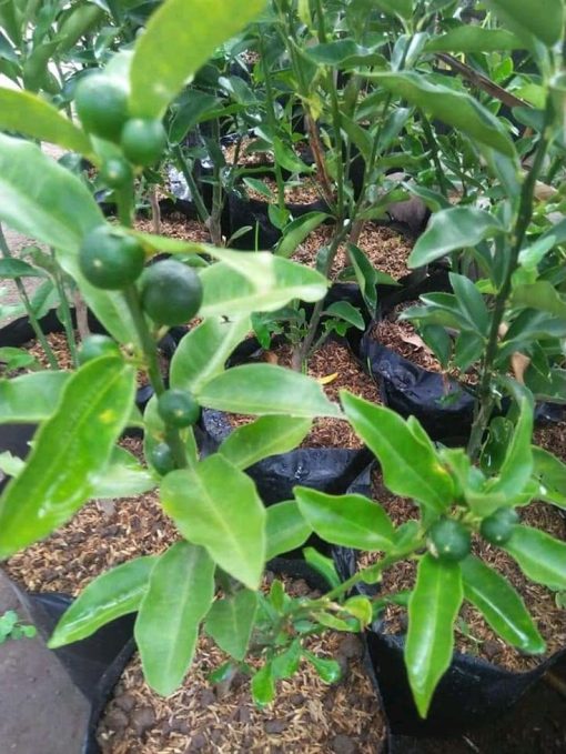 bibit buah jeruk tongheng berbuah murah Subulussalam