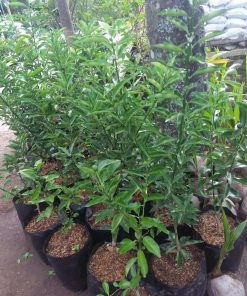 bibit buah jeruk tongheng berbuah murah Aceh