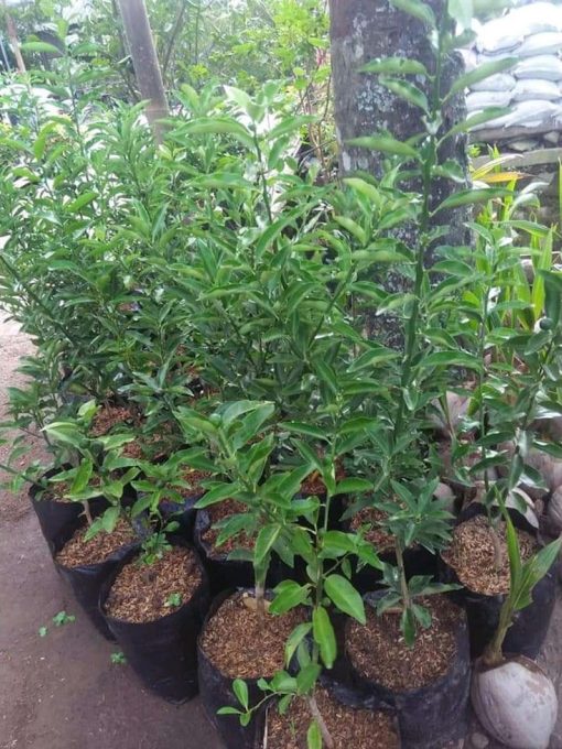 bibit buah jeruk tongheng berbuah murah Aceh