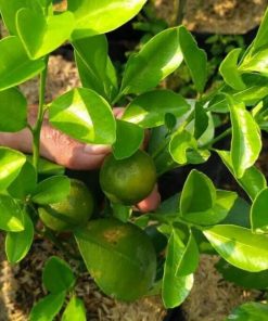 sudah berbuah bibit jeruk tongheng genjah cocok untuk bonsai tabulampot Tanjungbalai