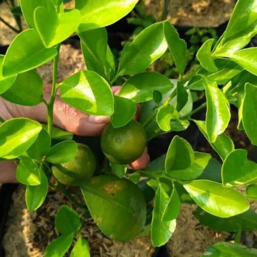 sudah berbuah bibit jeruk tongheng genjah cocok untuk bonsai tabulampot Tanjungbalai