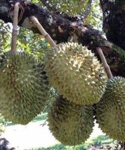 bibit pohon durian tembaga super kaki 3 1 meter durian okulasi Metro