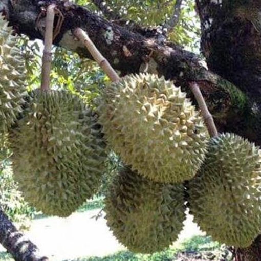 bibit pohon durian tembaga super kaki 3 1 meter durian okulasi Metro