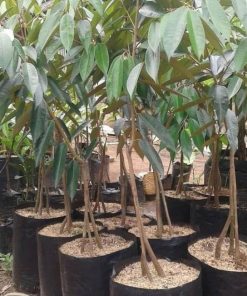 bibit benih tanaman buah durian montong kaki 3 okulasi stek cangkok unggul tambulampot Bogor