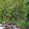 bibit pohon durian bawor 3 kaki tinggi 1 5 meter Padangpanjang