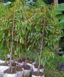 bibit pohon durian bawor 3 kaki tinggi 1 5 meter Gorontalo