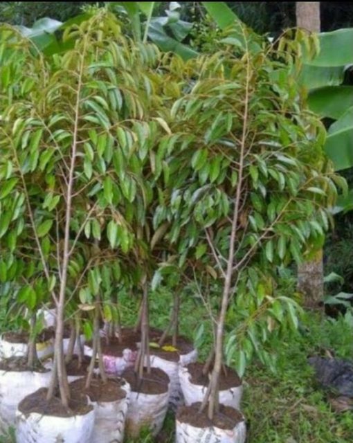 bibit pohon durian bawor 3 kaki tinggi 1 5 meter Gorontalo