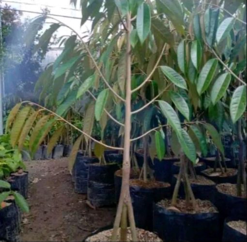 bibit pohon durian bawor 3 kaki tinggi 1 5 meter Sulawesi Utara