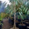 bibit pohon durian bawor 3 kaki tinggi 1 5 meter Lampung
