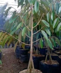 bibit pohon durian bawor 3 kaki tinggi 1 5 meter Lampung