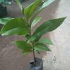 bibit buah bisbul mentega