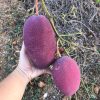 Bibit Mangga Ungu Irwin Lampung