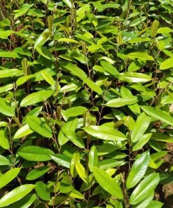 bibit durian musangking unggul dan murah Kota Administrasi Jakarta Barat