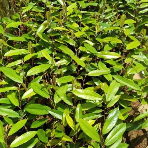 bibit durian musangking unggul dan murah Kota Administrasi Jakarta Barat