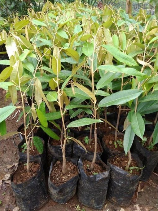 bibit durian musangking unggul dan murah Sumatra Utara