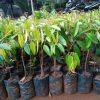 bibit durian musangking unggul dan murah Sungai Penuh