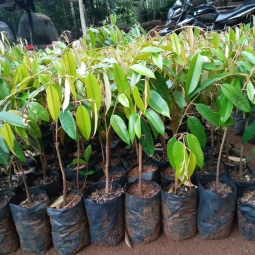 bibit durian musangking unggul dan murah Sungai Penuh