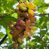 Bibit anggur Oscar VALID Kalimantan Timur