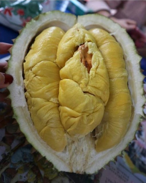 bibit durian montong hasil okulasi tinggi 1 meter up Ternate