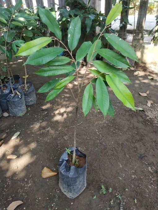 bibit durian montong hasil okulasi tinggi 1 meter up Papua